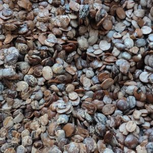 Nigerian Locust Beans