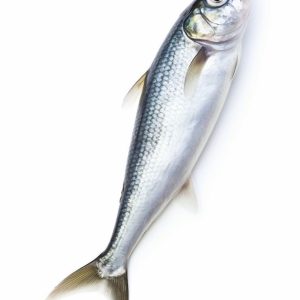 Fresh Sawa/Herrings Fish (1 Unit)