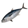 Fresh Mackerel (Alaran) Fish