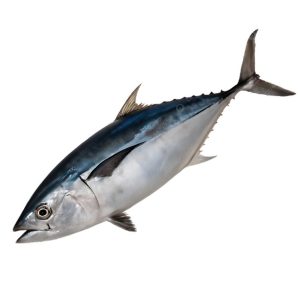 Fresh Mackerel (Alaran) Fish